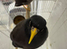 Pair Of Mynah in Liverpool