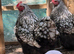 Silve laced orpington chicks 3 days old pic of parents on ad