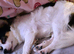 1 male chihuahua for sale called patch