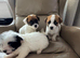 Jack Russell's