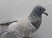REDUCED RARE COLOURED RACING PIGEONS