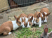 Baby Dutch Bunnies 10 Weeks old