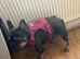 1 Year Old Adult Female French Bulldog