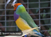 2026 Closed Ring Gouldian Finch Cock Birds