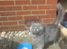 Male And Female British Shorthair