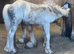 14h palomino cob mare
