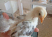 Bantam chicks