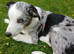 BLUE MERLE BORDER COLLIE GIRL