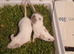 pet mice delivery available
