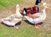 Trios Crested Bantam Ducks aka Crested Miniature Appleyard