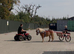 Ride & drive Shetland mare.