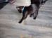 Male kitten 6 months old
