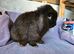 Stunning pure bred minilop babies