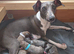Beautiful italian-greyhound puppies