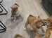 Gorgeous Shibas