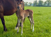 Handsome Welsh D colt to make 15.2hh