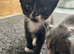 4 beautiful kittens looking for their forever home