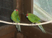 Baby kakarikis x 3 looking for new homes