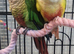AMAZONS/PARROTS/PARAKEETS AVAILABLE