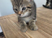 Kittens for sale blackpool