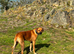 Rhodesian ridgeback cross
