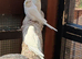 White baby budgies