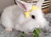Mini lop/lion head