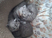 Pedigree British short hair kittens for sale