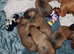 1 Doxi cairn puppies left.