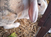 Female rabbit