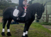 For sale Athena beautiful frisian mare