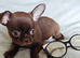 4, Tiny Stunningly Beautiful Chihuahua Boys