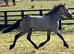 Golden Dun With 4 Dark Points " Dun Filly Young Sport Horse