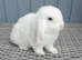 Baby mini lops