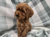 Cockapoo puppies