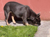 Female Frenchie 5 years old rehome