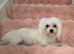Korean Maltese terrier smallest of the smallest
