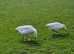 5 Egg-Laying Geese for Sale