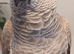 African grey parrot