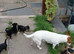 Jack Russel @ small pinscher