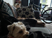 Female Yorkiepoo