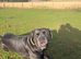 Cane corso 2 year old