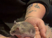 Russian dwarf hamsters