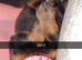 Beautiful Rottweiler pups for sale