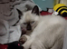 Last boy reduced Ragdoll cross siamese kitten