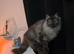 Maine coon x ragdoll 9months old kitten