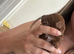 Deep Red Toy Poodle