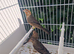 Mexican house finch