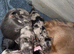 8 beautiful mini long haired dachsunds