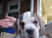 French bulldog x Show cocker spaniel pups